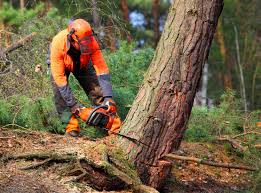 Trusted Danville, VA  Tree Services Experts